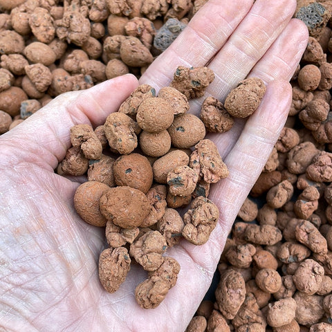 aliflor clay balls for growing orchids