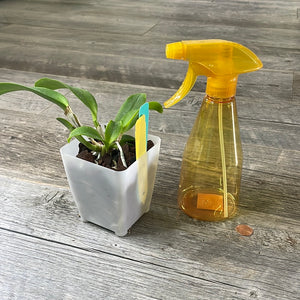 Orchid Spray Bottle Mister - 14 oz