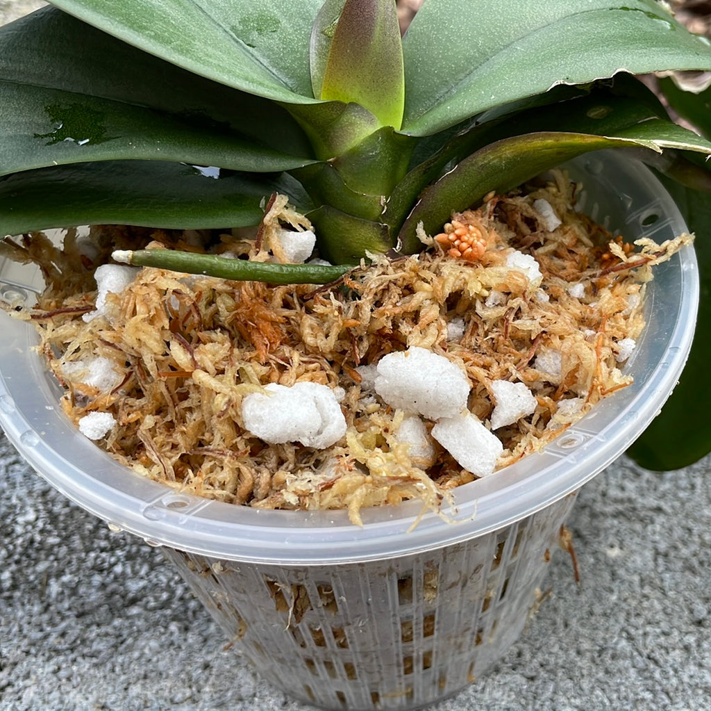 Premium New Zealand Sphagnum Moss by Gardenera - Organic Hand Mixed Long  Fibered Sphagnum Moss Orchid - 1 Quart