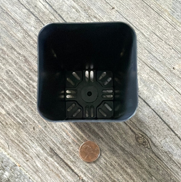 2.25" square black seedling pot