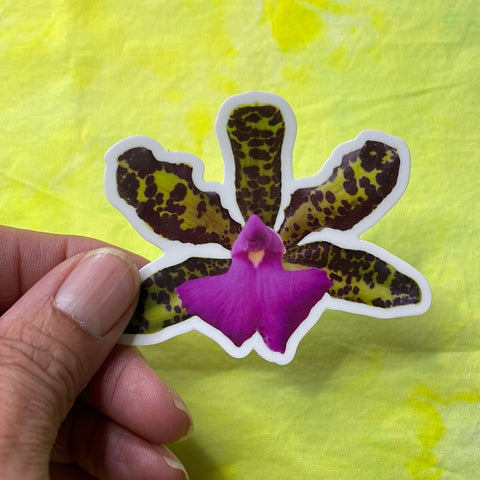 Cattleya orchid sticker - vinyl & weather resistant